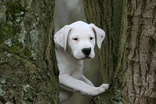 jeune dogue argentin cach&eacute; entre deux arbres dans les bois