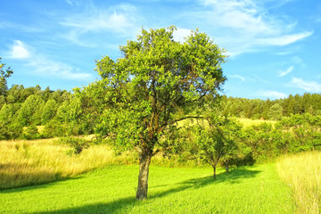 Fototapeta premium Green Landscape