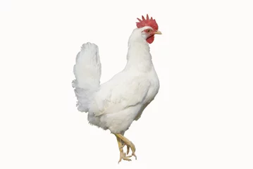 Photo sur Plexiglas Poulet white chicken