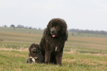 Fototapeta premium grand et petit dogue du tibet assis dans un champ