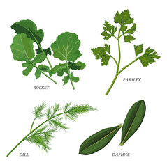 Herbs