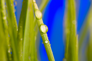 Drop on grass