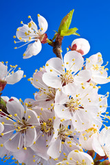 Flowers of apricot on a blue background.