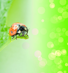 green leaf with ladybug