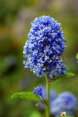 Fiori a grappolo blu