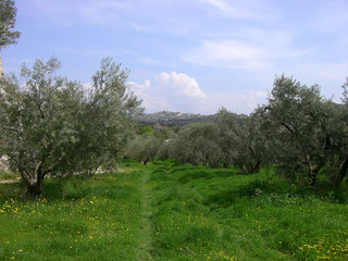 Obraz premium Olivenfeld