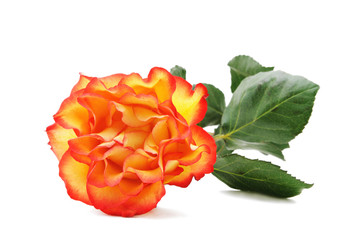 Rose on white background