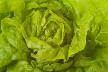 detail of green lettuce