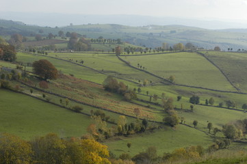 aubrac vache
