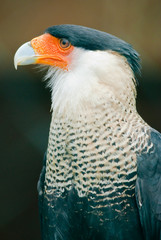 Southern Caracara (lat. Caracara plancus)