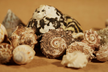 gruppo di conchiglie