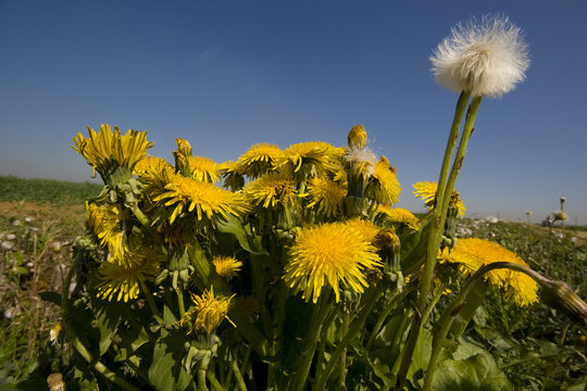 L&ouml;wenzahn Pusteblume