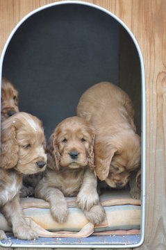 322 Best Bebe Chien Images Stock Photos Vectors Adobe Stock