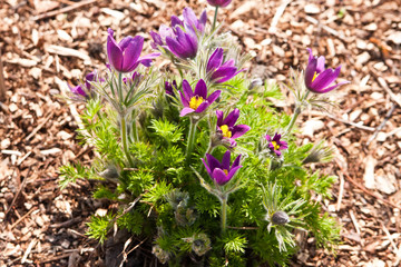 Küchenschelle, pasque flower