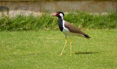 Red Wattled Lapwing