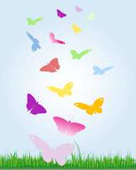 bunte Schmetterlinge