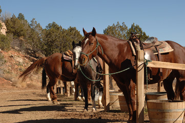 Obraz premium Horses