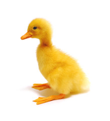 duckling