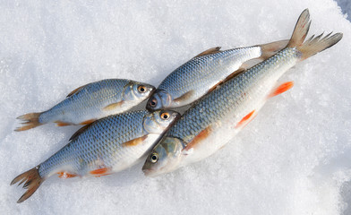 Fresh catch - chub and roaches