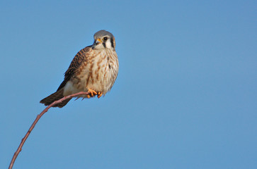 Kestrel