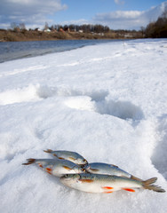 Fishes on snowy river bank
