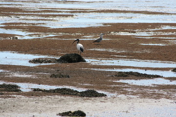 Oiseaux dans la réserve ornithologique de la ria d'Etel