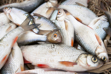 Pile of fish, close-up