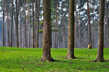 Wald