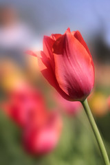 Red Tulip Flower