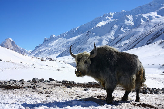 yak in snowy himalayas