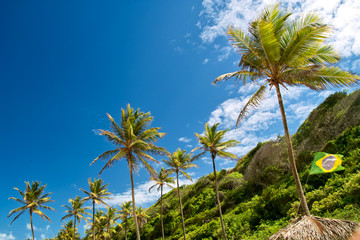 Palm tree lined up, Brazil