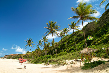 Obraz premium Palm tree lined up, Brazil