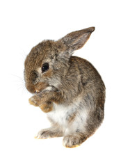 Obraz premium Little rabbit,isolate