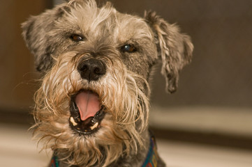 Miniature schnauzer dog yawning