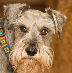 Worried salt and pepper gray miniature schnazuer dog