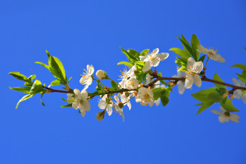 Cherry blossoms of early blooming