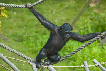 Swinging ape