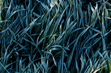 Background of frosty grass