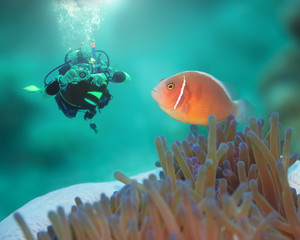 Pink clownfish and diver