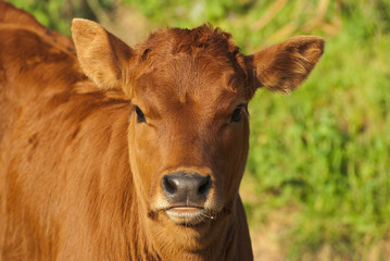 headshot for young calf