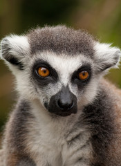 close-up of a cute ring-tailed lemur