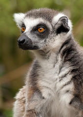 Naklejka na ściany i meble close-up of a cute ring-tailed lemur