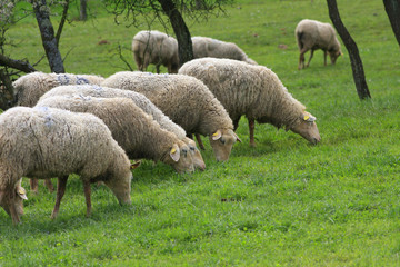 Obraz na płótnie Canvas Owce na łące