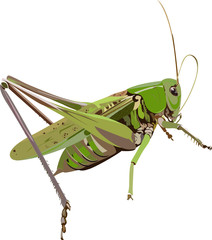 grasshopper