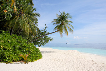 tropical beach, maldives