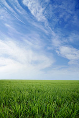 Green grass and blue summer sky