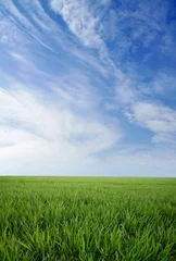 Fototapete Rund Green grass and blue summer sky © konradbak