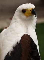 African Fish Eagle