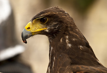 Portrait of a Raptor