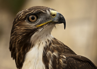 Portrait of a Raptor